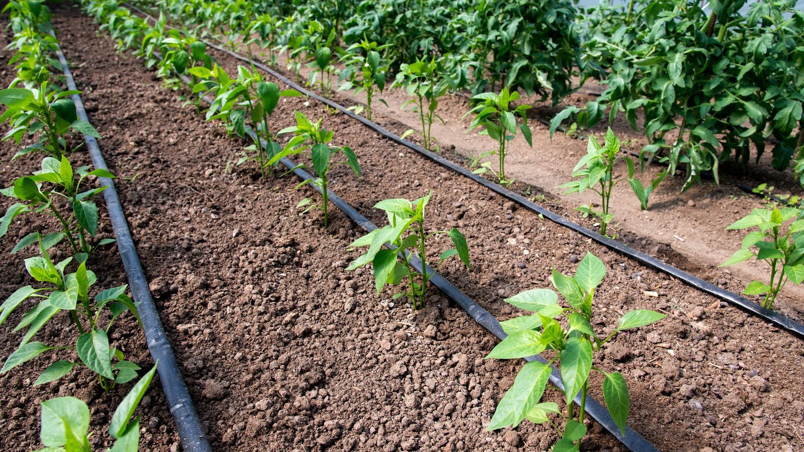 Drip irrigation tape