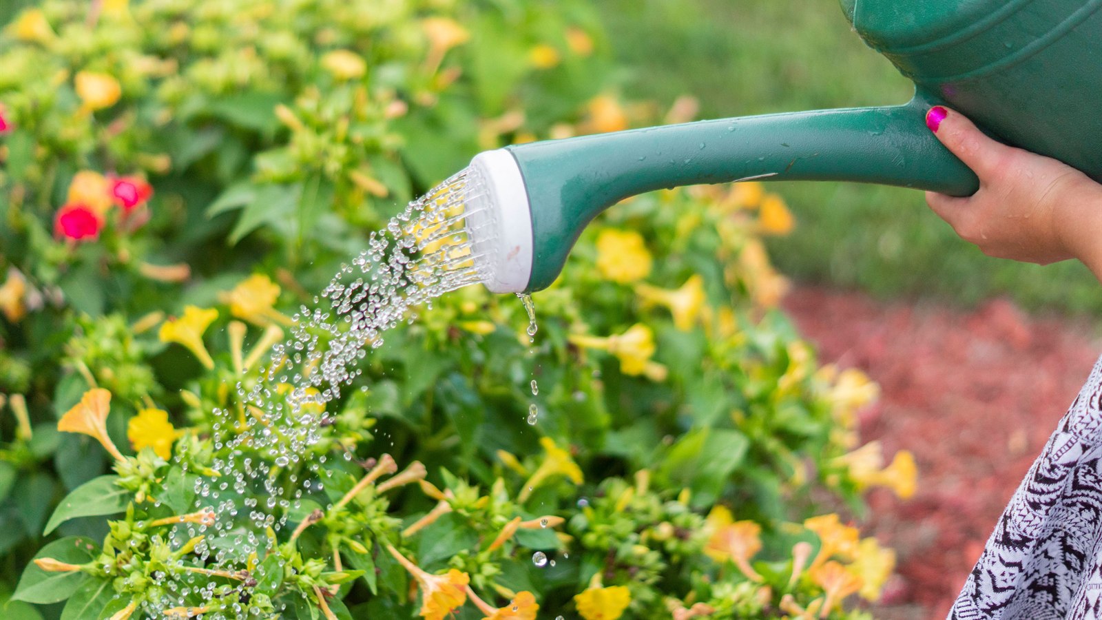 Home Gardening & Plant Care demo case