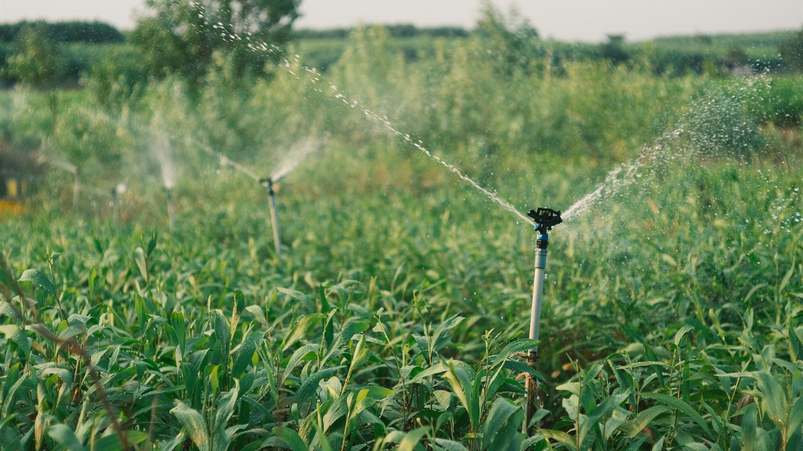 Power sprayers