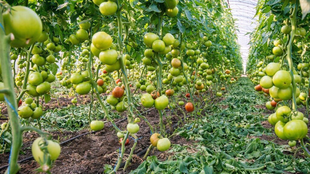 From Setup to Yield: Engineering an Efficient Precision Irrigation System for Your Crop