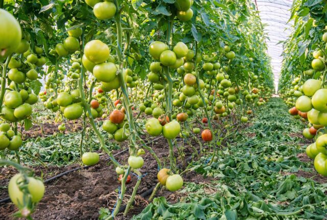 From Setup to Yield: Engineering an Efficient Precision Irrigation System for Your Crop